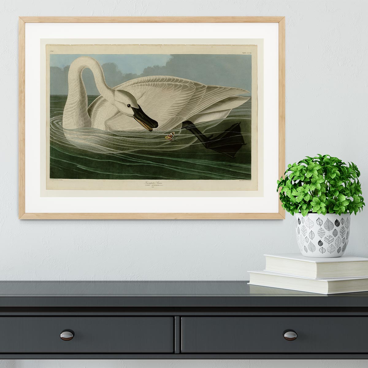 Trumpeter Swan by Audubon Framed Print - Canvas Art Rocks - 3