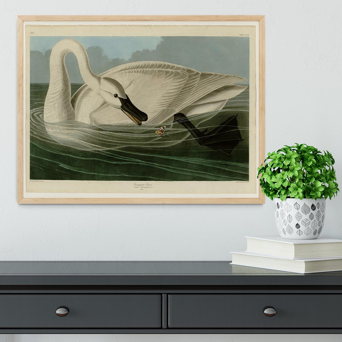 Trumpeter Swan by Audubon Framed Print - Canvas Art Rocks - 4