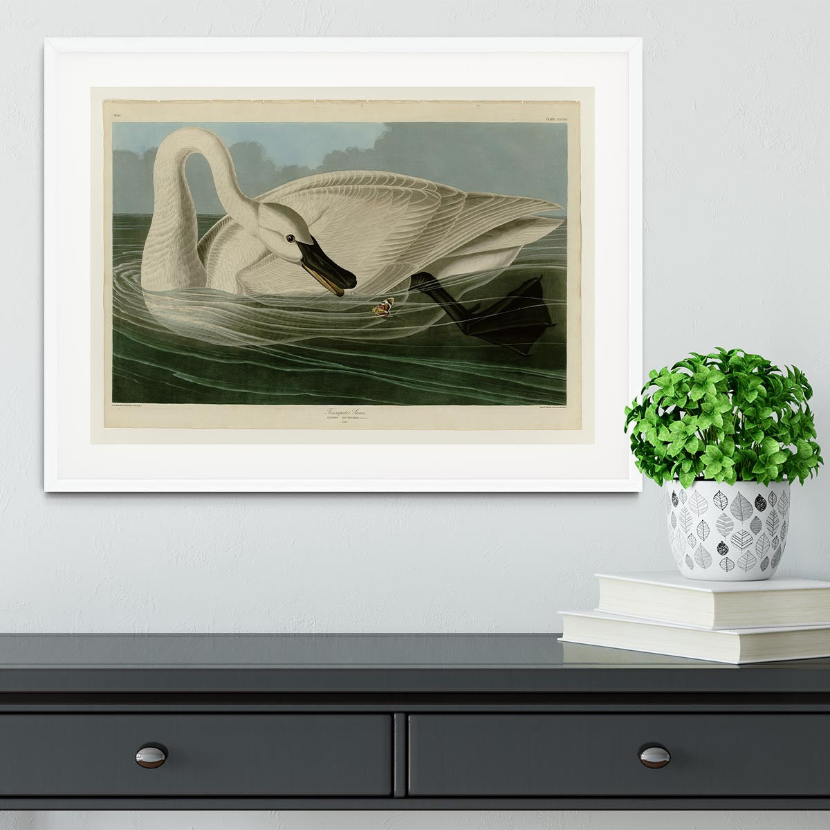 Trumpeter Swan by Audubon Framed Print - Canvas Art Rocks - 5
