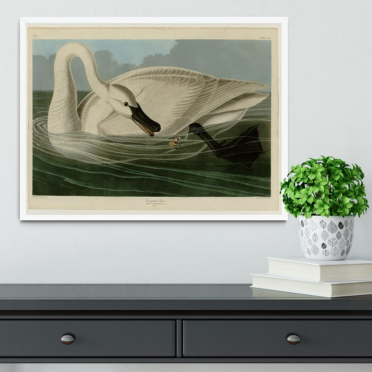 Trumpeter Swan by Audubon Framed Print - Canvas Art Rocks -6
