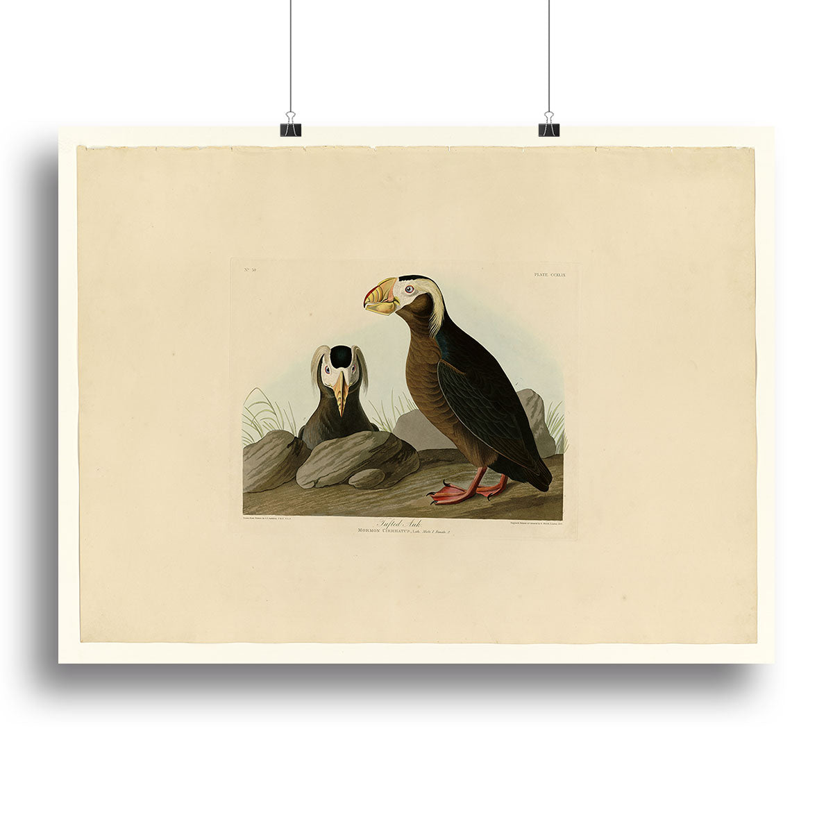Tufted Auk by Audubon Canvas Print or Poster - Canvas Art Rocks - 2