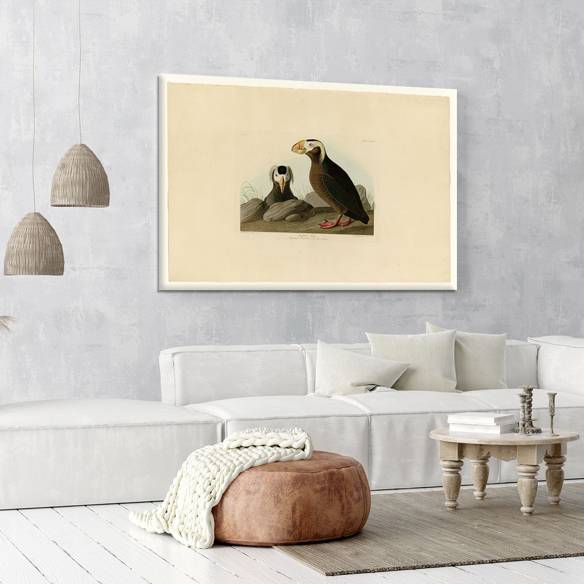 Tufted Auk by Audubon Canvas Print or Poster - Canvas Art Rocks - 6