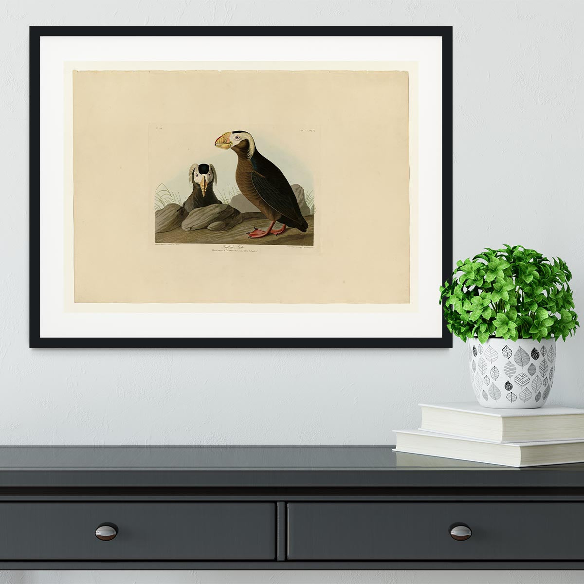 Tufted Auk by Audubon Framed Print - Canvas Art Rocks - 1
