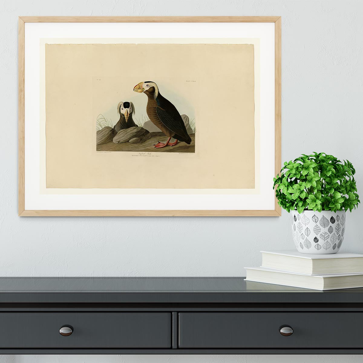 Tufted Auk by Audubon Framed Print - Canvas Art Rocks - 3