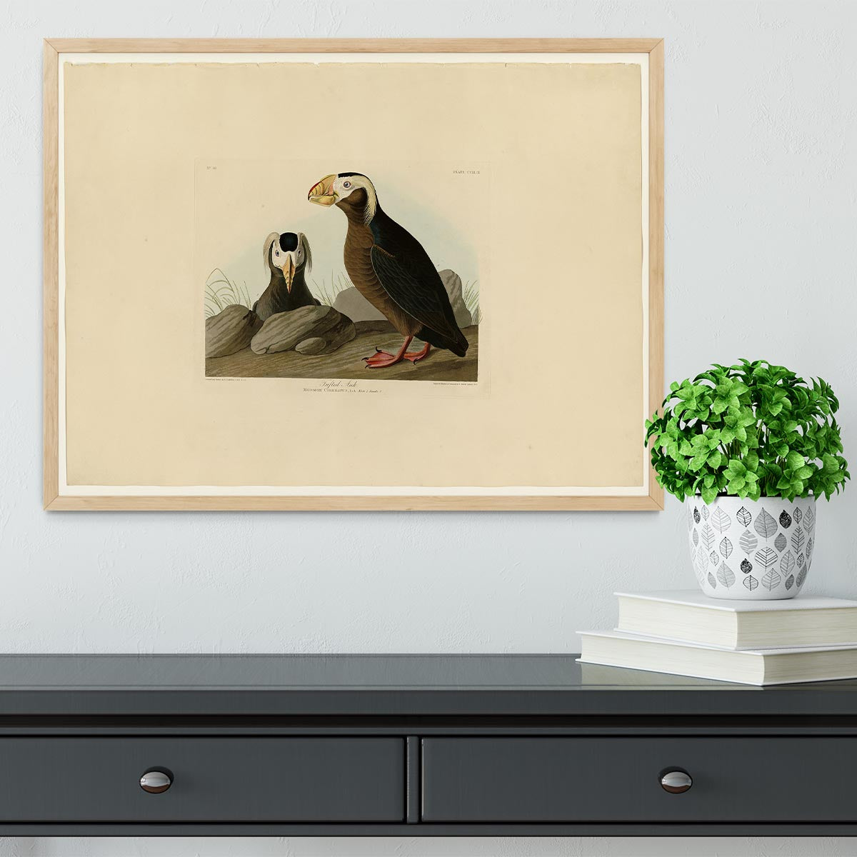 Tufted Auk by Audubon Framed Print - Canvas Art Rocks - 4
