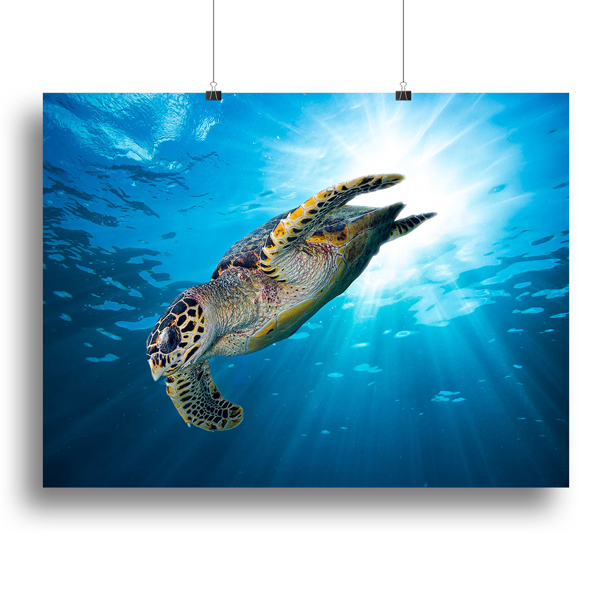 Turtle dive Canvas Print or Poster - Canvas Art Rocks - 2