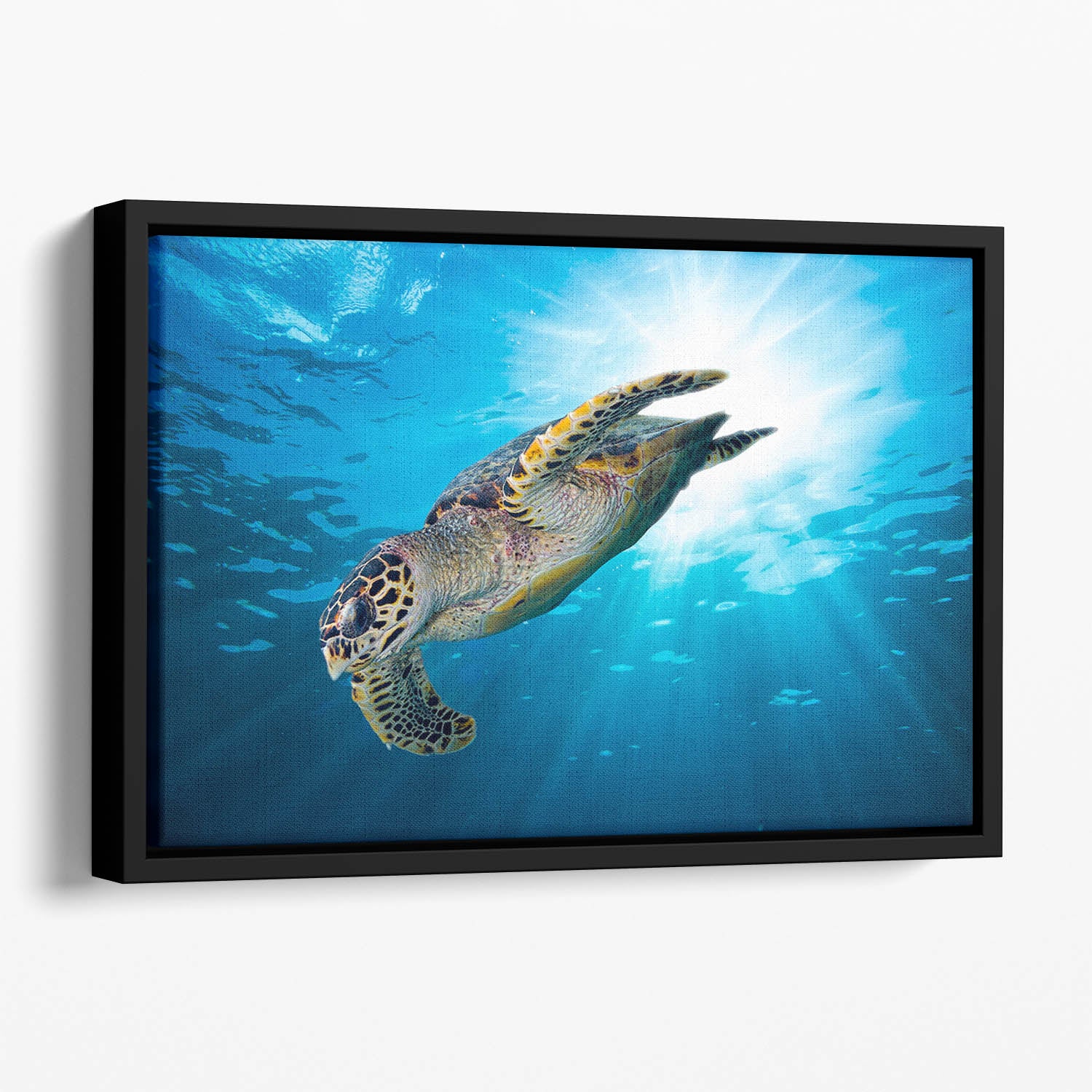 Turtle dive Floating Framed Canvas