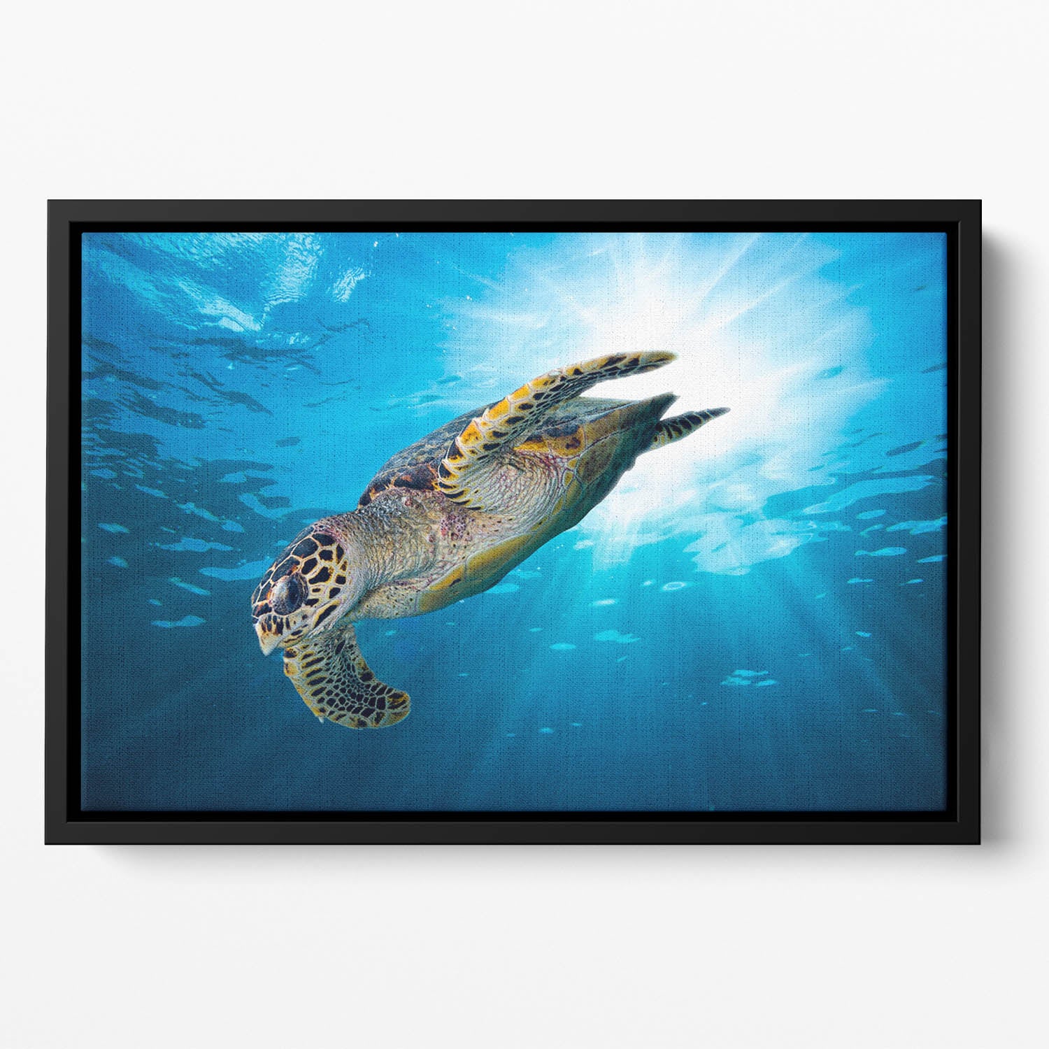 Turtle dive Floating Framed Canvas