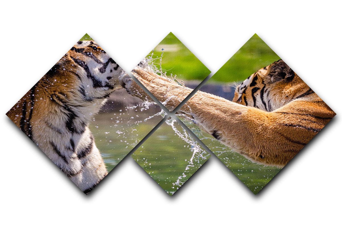 Two adult tigers at play in the water 4 Square Multi Panel Canvas - Canvas Art Rocks - 1