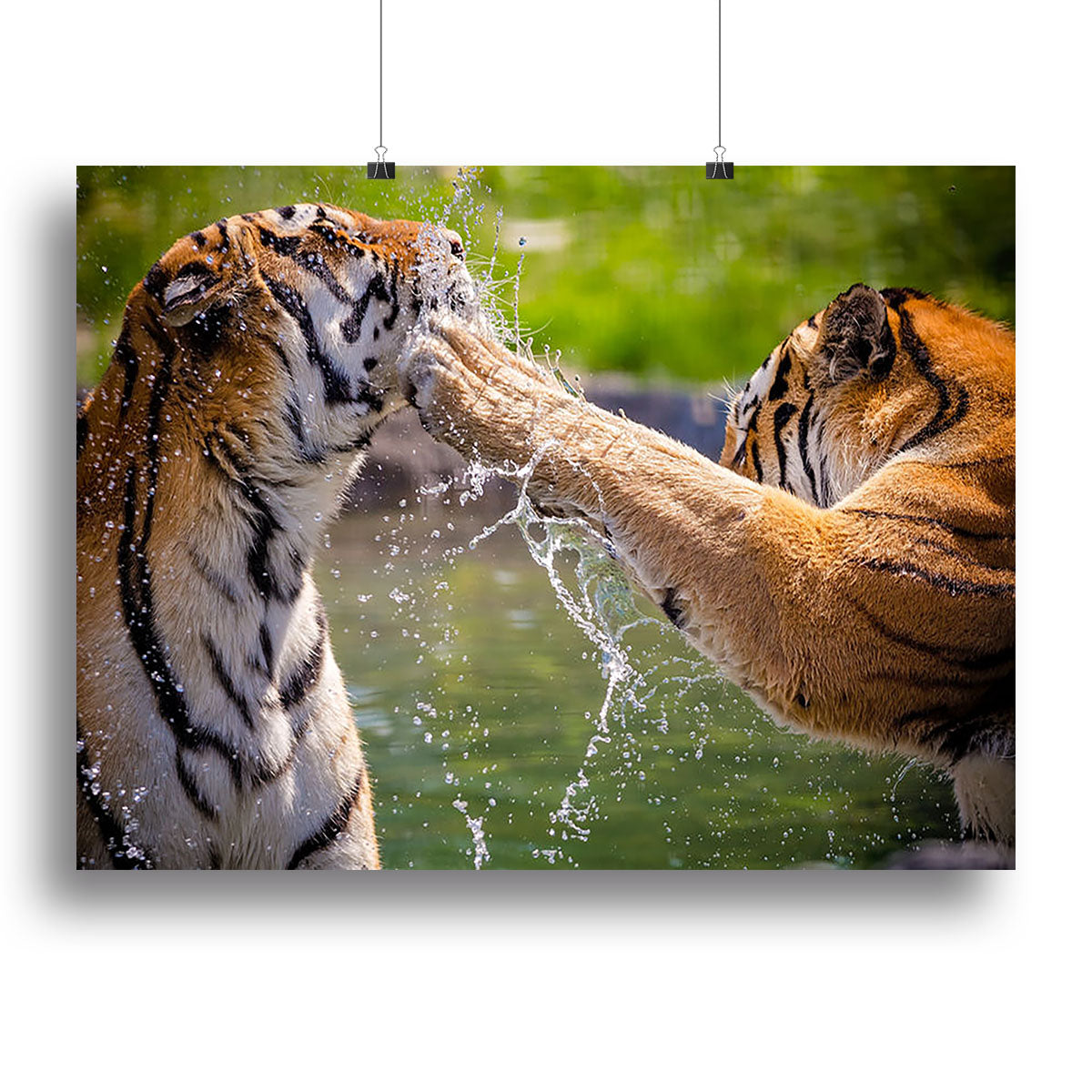 Two adult tigers at play in the water Canvas Print or Poster - Canvas Art Rocks - 2