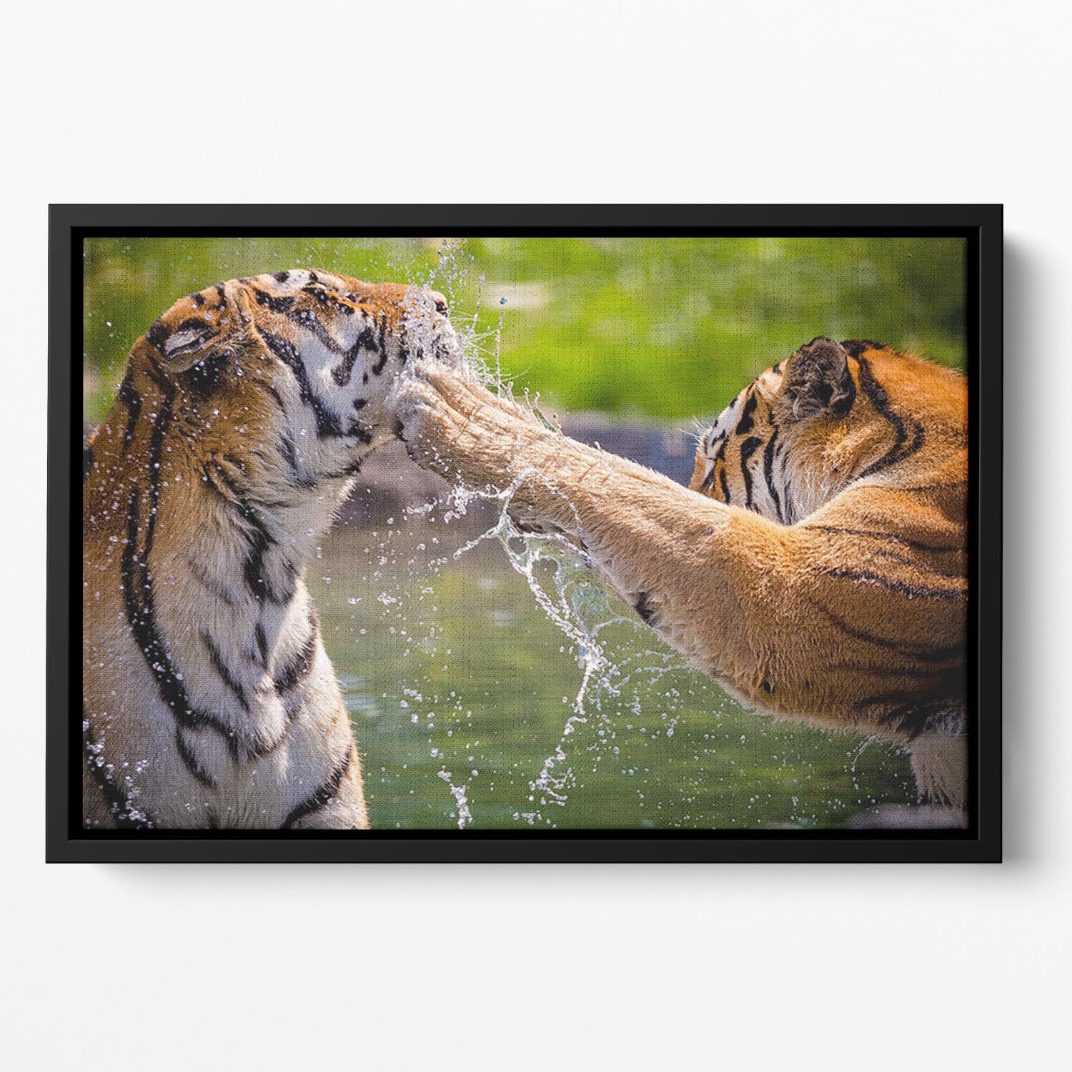 Two adult tigers at play in the water Floating Framed Canvas - Canvas Art Rocks - 2