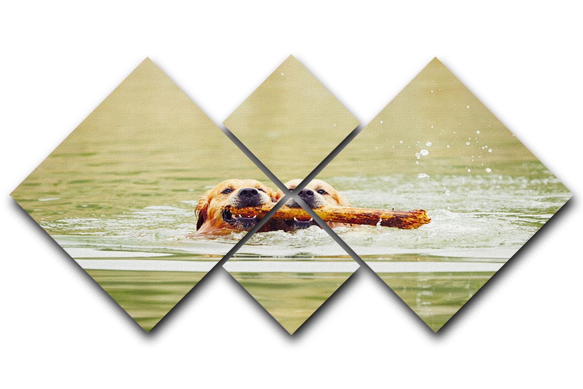 Two golden retrievers dogs are swimming with stick 4 Square Multi Panel Canvas - Canvas Art Rocks - 1