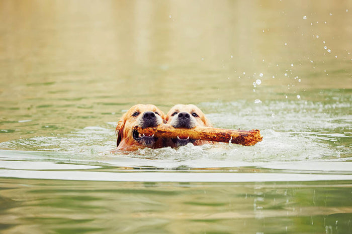 Two golden retrievers dogs are swimming with stick Wall Mural Wallpaper