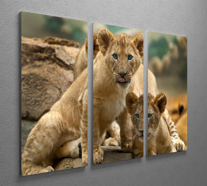 Two little Lion Cubs looking at something 3 Split Panel Canvas Print - Canvas Art Rocks - 2
