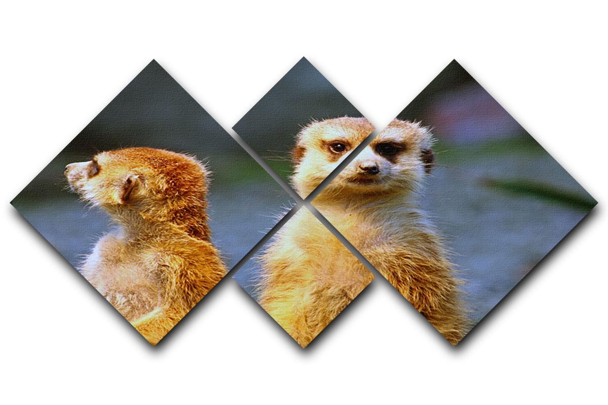 Two meerkats watching over their family in zoo 4 Square Multi Panel Canvas - Canvas Art Rocks - 1