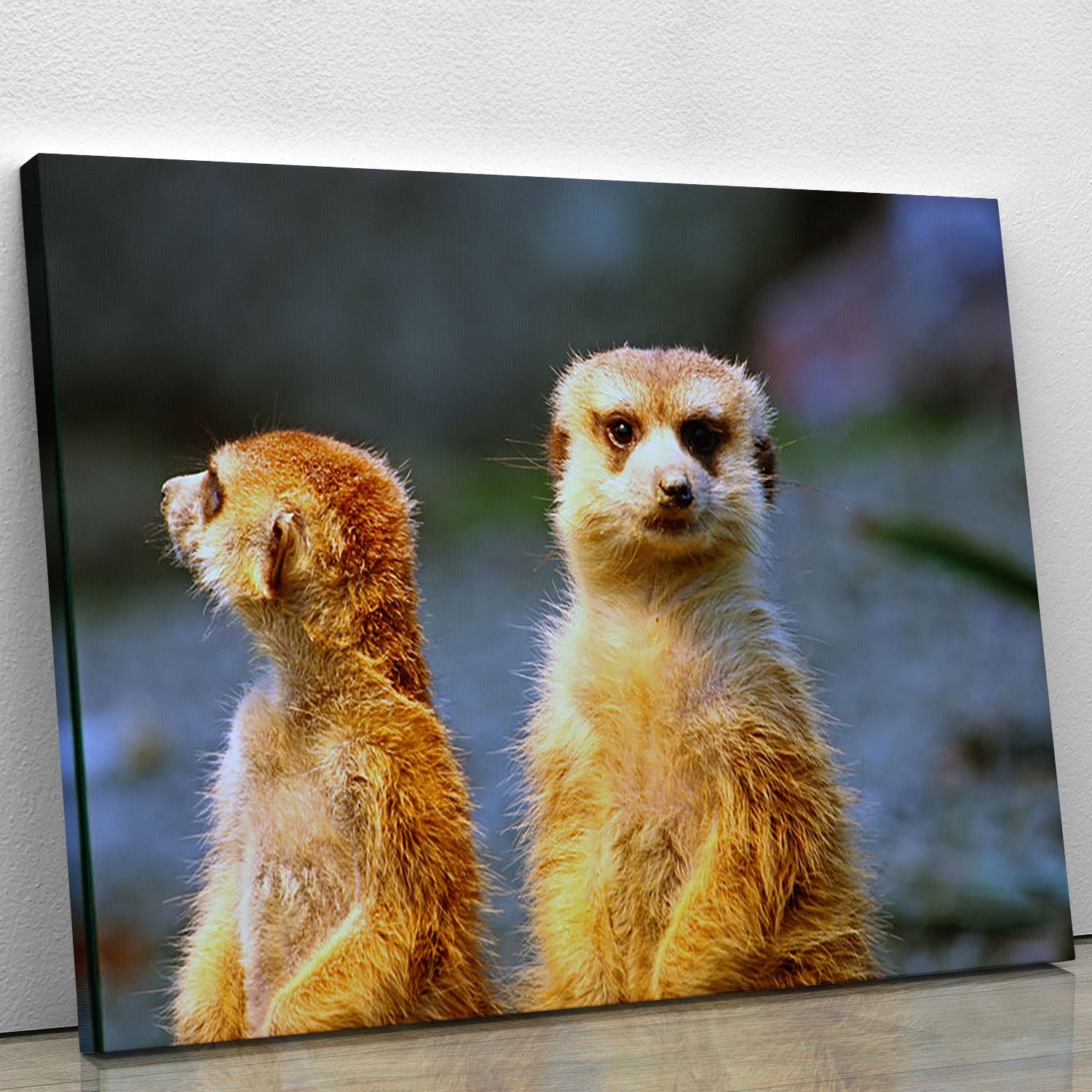 Two meerkats watching over their family in zoo Canvas Print or Poster - Canvas Art Rocks - 1