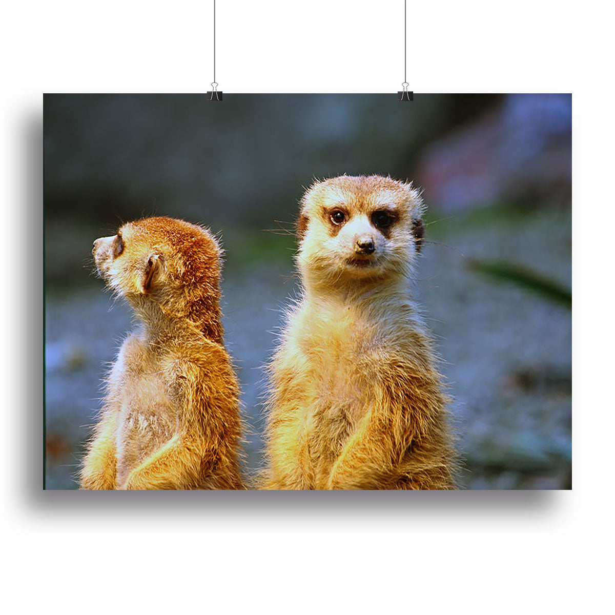 Two meerkats watching over their family in zoo Canvas Print or Poster - Canvas Art Rocks - 2