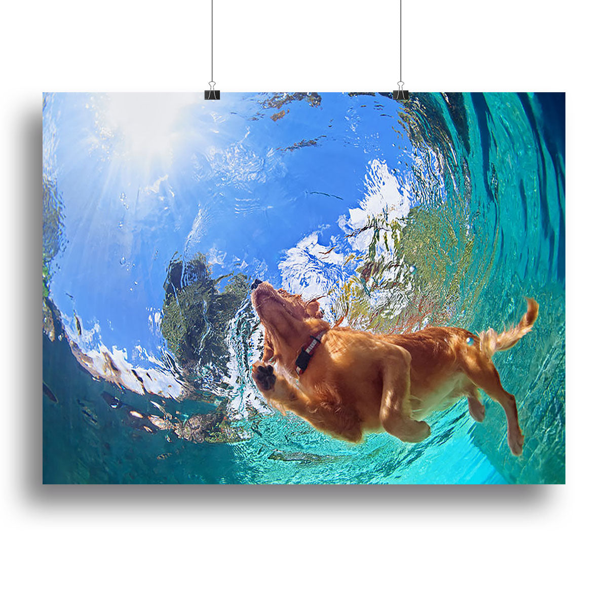 Underwater photo of golden labrador retriever puppy Canvas Print or Poster - Canvas Art Rocks - 2