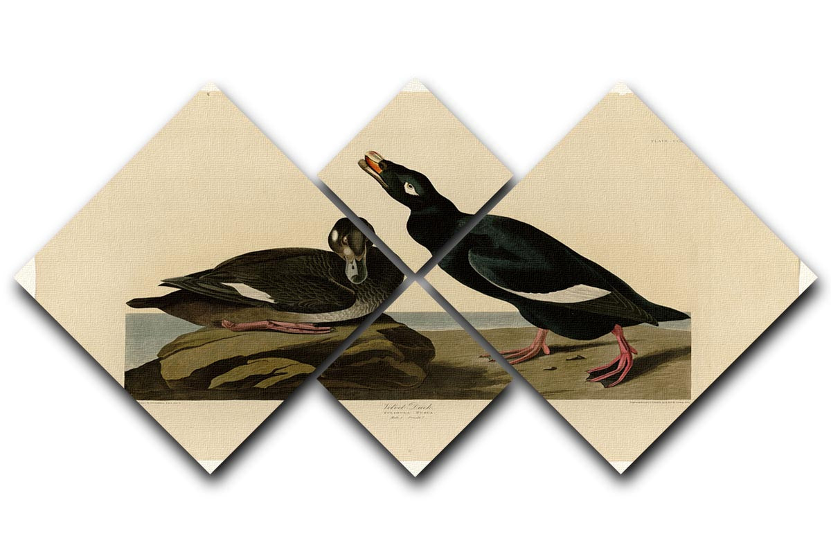 Velvet Duck by Audubon 4 Square Multi Panel Canvas - Canvas Art Rocks - 1