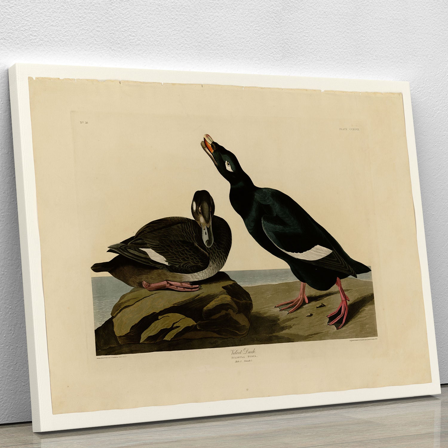 Velvet Duck by Audubon Canvas Print or Poster - Canvas Art Rocks - 1