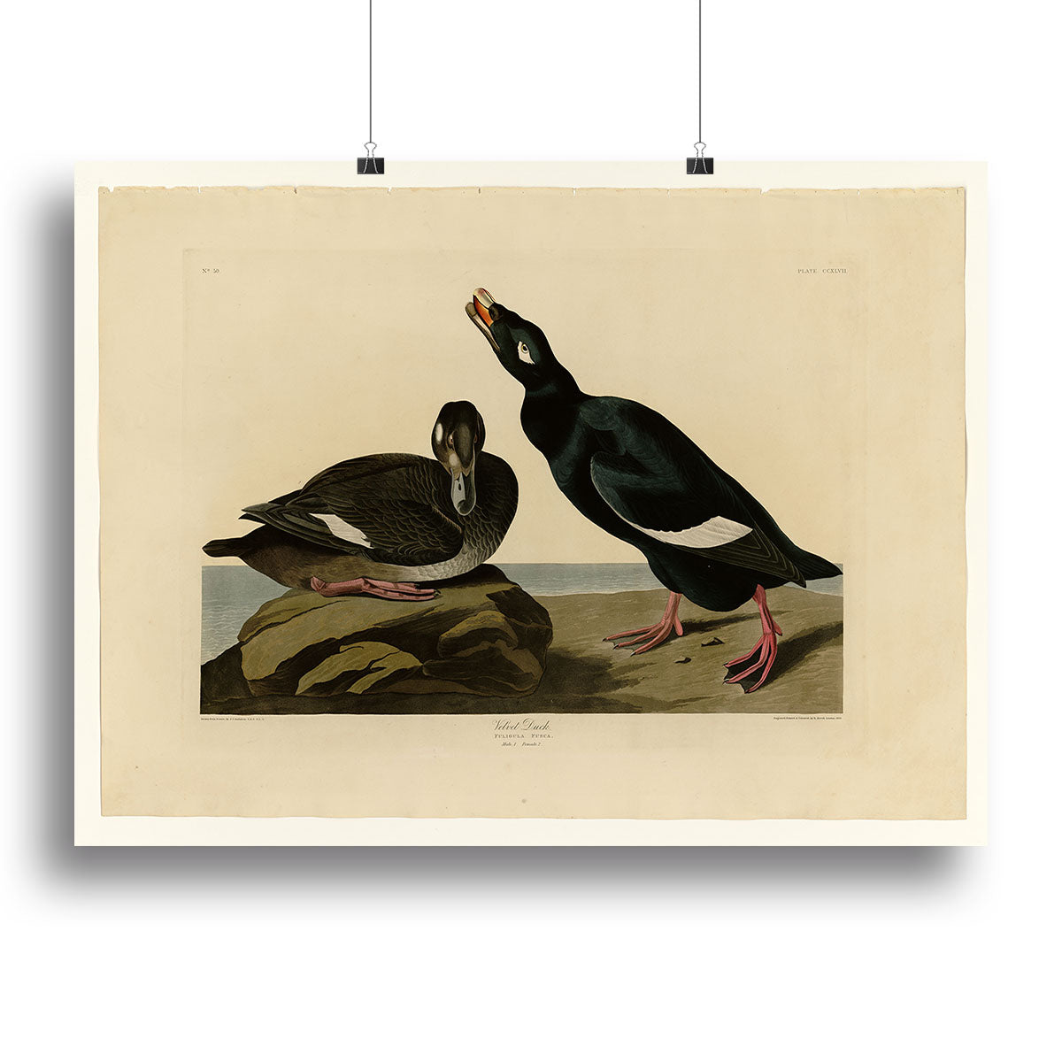 Velvet Duck by Audubon Canvas Print or Poster - Canvas Art Rocks - 2
