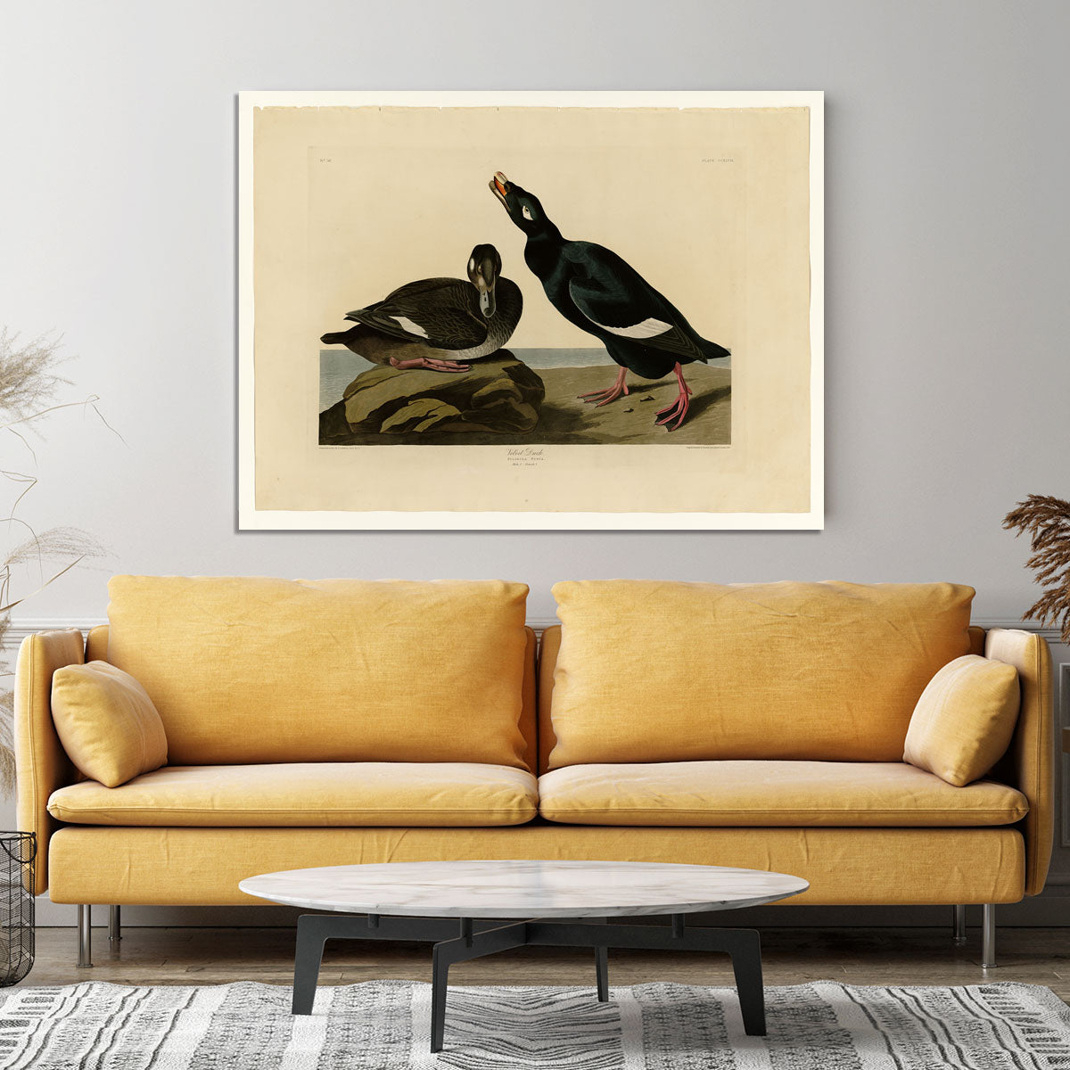 Velvet Duck by Audubon Canvas Print or Poster - Canvas Art Rocks - 4