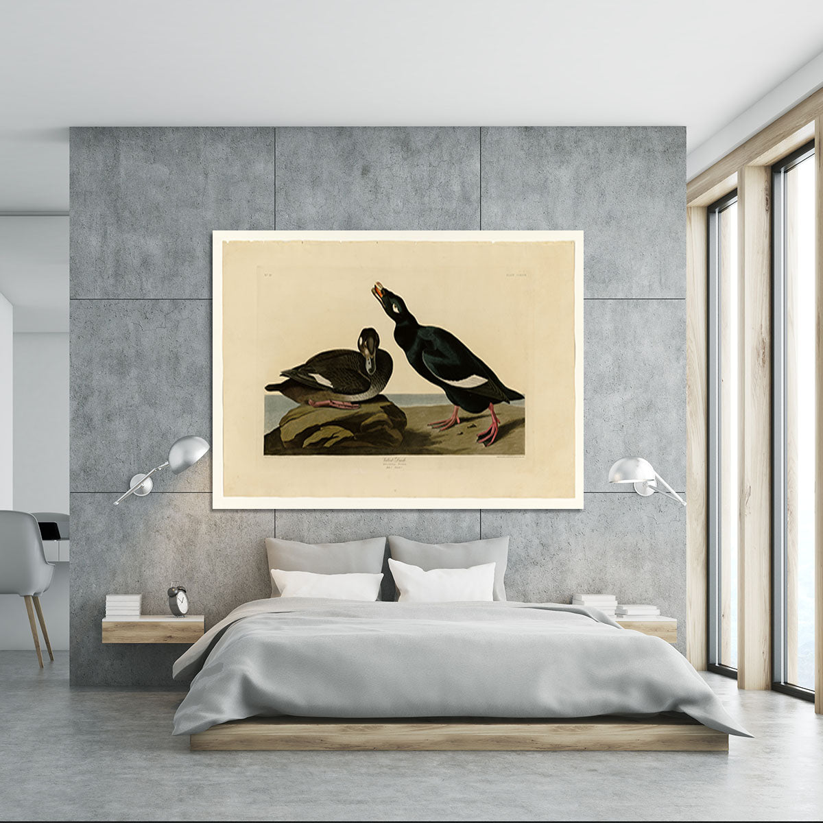 Velvet Duck by Audubon Canvas Print or Poster - Canvas Art Rocks - 5
