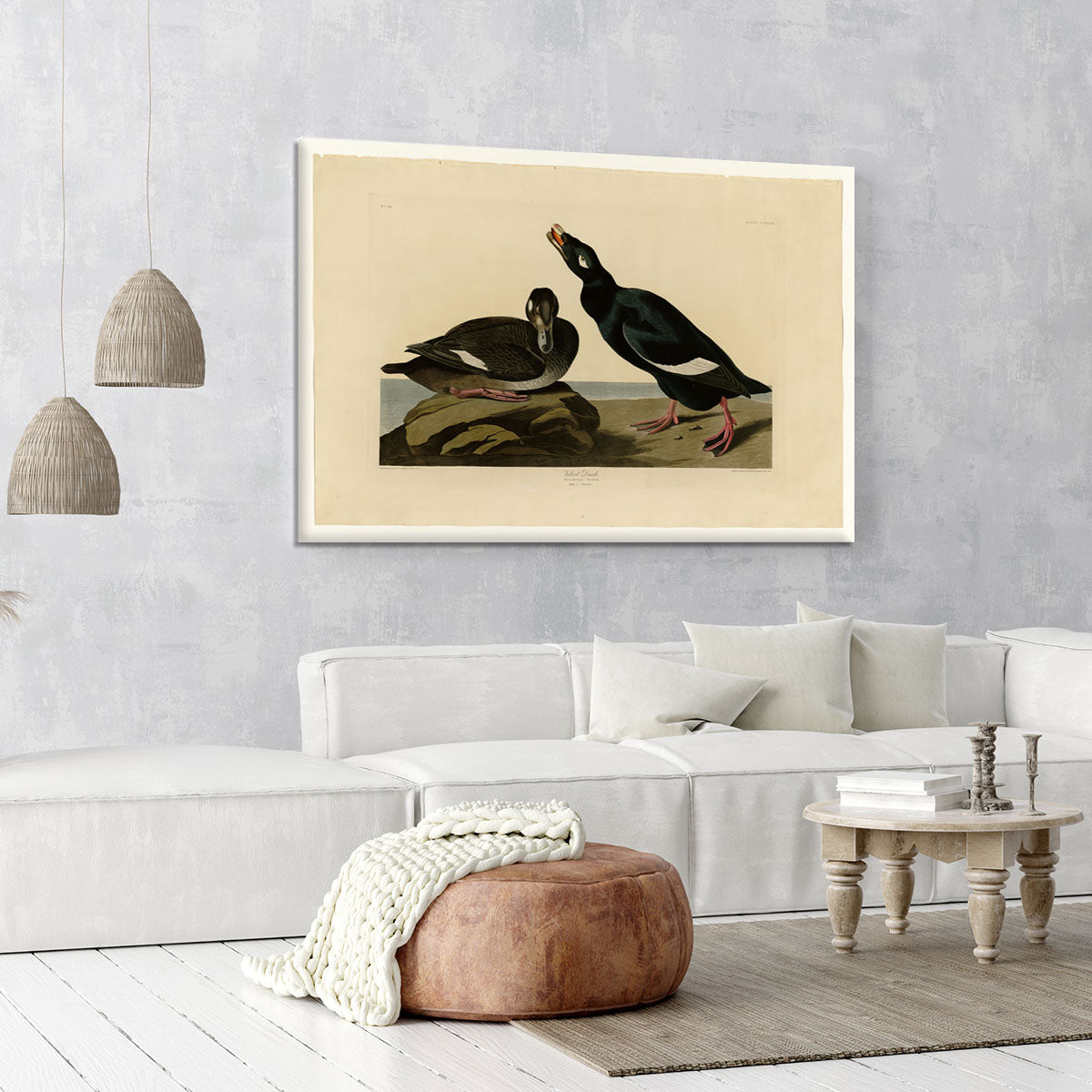 Velvet Duck by Audubon Canvas Print or Poster - Canvas Art Rocks - 6