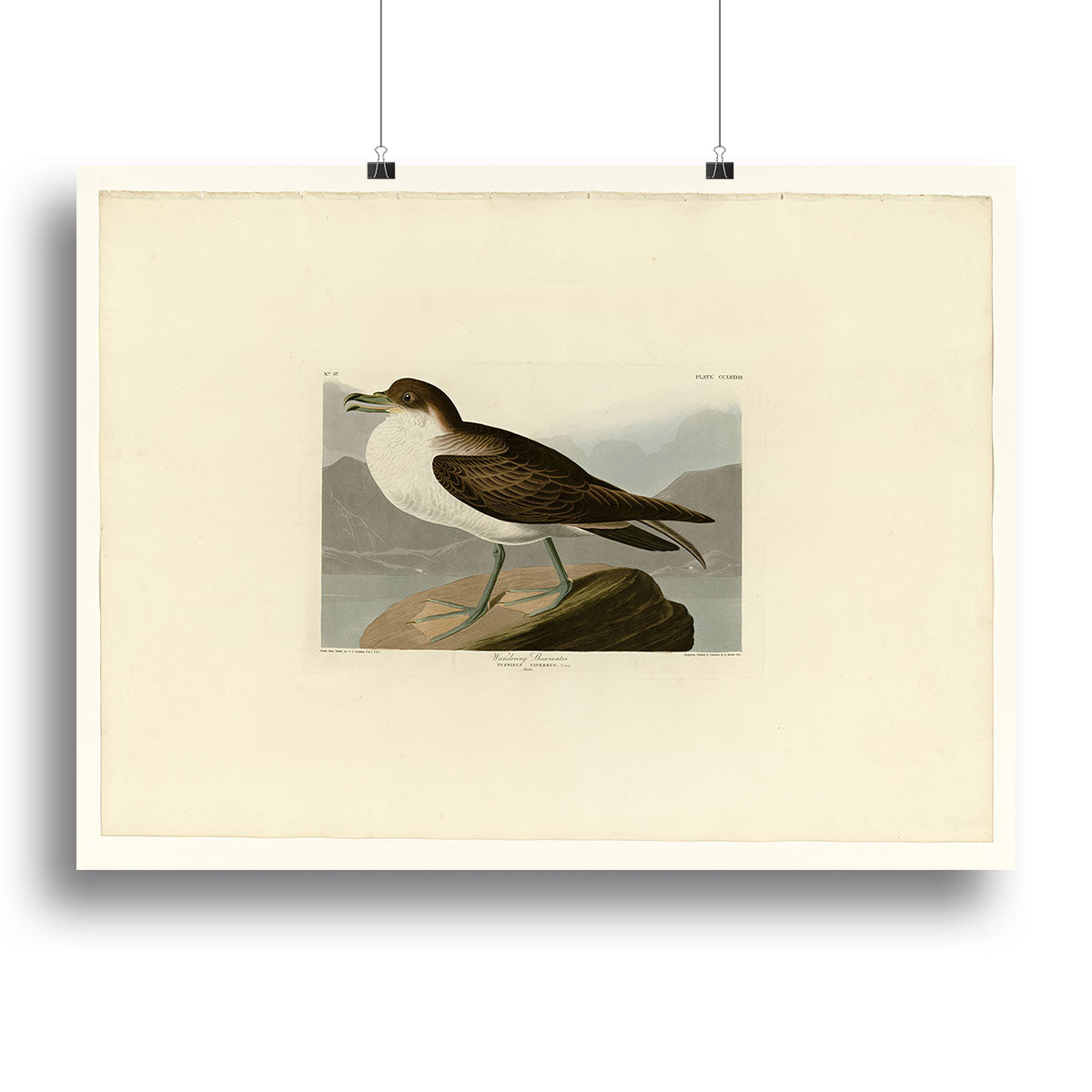 Wandering Shearwater by Audubon Canvas Print or Poster - Canvas Art Rocks - 2
