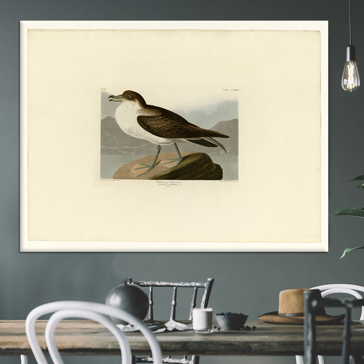 Wandering Shearwater by Audubon Canvas Print or Poster - Canvas Art Rocks - 3