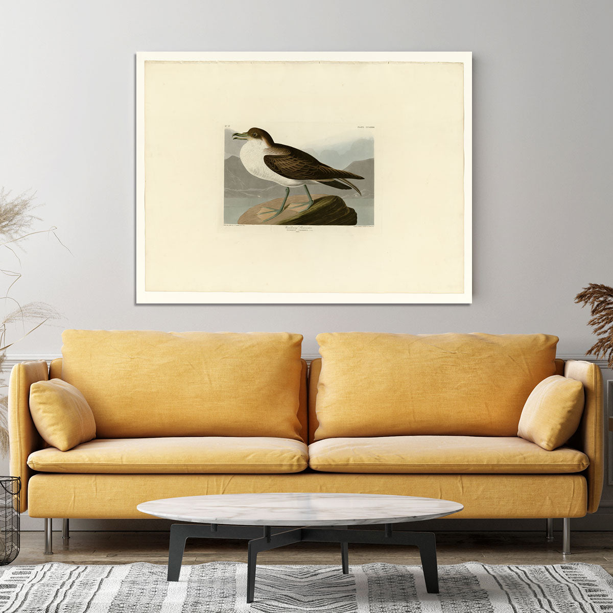 Wandering Shearwater by Audubon Canvas Print or Poster - Canvas Art Rocks - 4