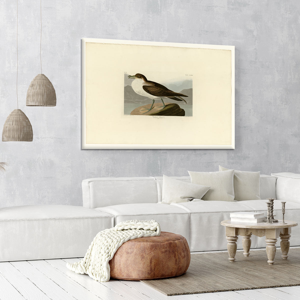 Wandering Shearwater by Audubon Canvas Print or Poster - Canvas Art Rocks - 6