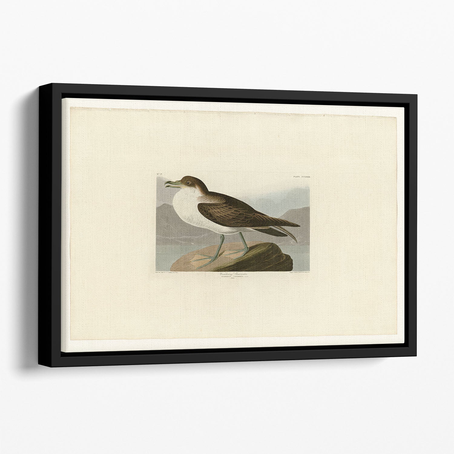 Wandering Shearwater by Audubon Floating Framed Canvas