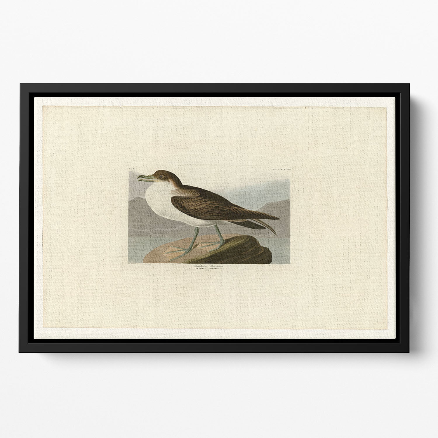 Wandering Shearwater by Audubon Floating Framed Canvas