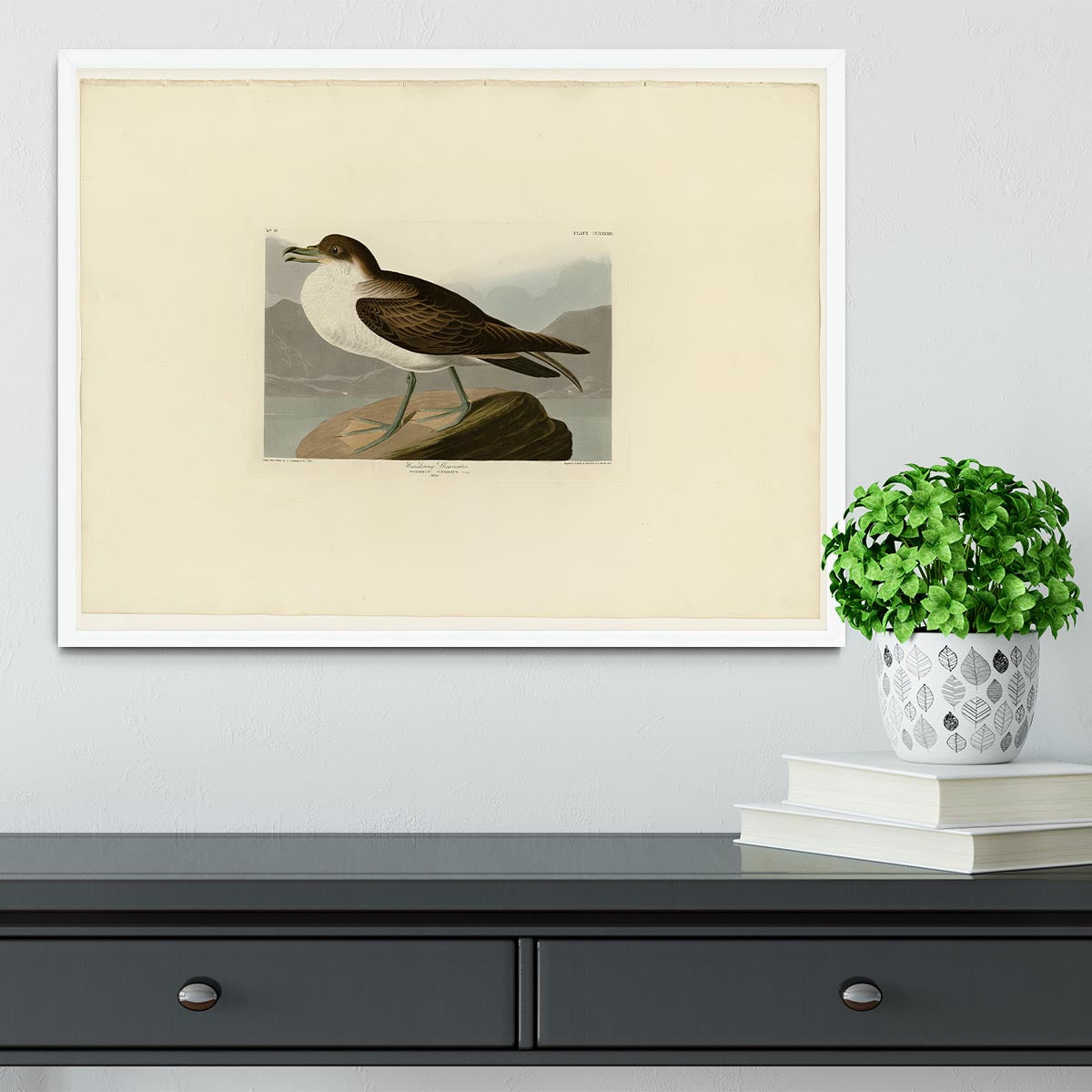 Wandering Shearwater by Audubon Framed Print - Canvas Art Rocks -6