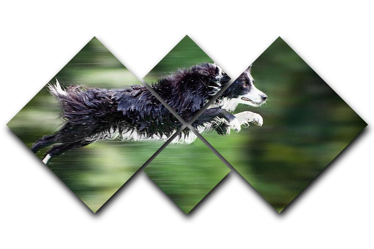 Wet border collie dog in midair 4 Square Multi Panel Canvas - Canvas Art Rocks - 1