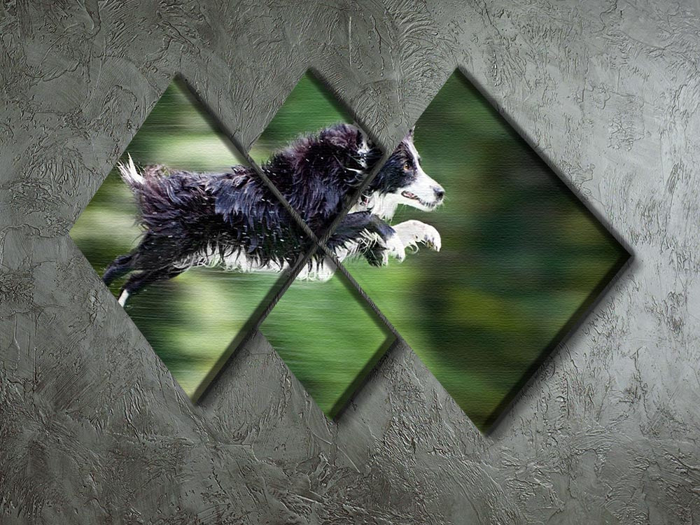 Wet border collie dog in midair 4 Square Multi Panel Canvas - Canvas Art Rocks - 2
