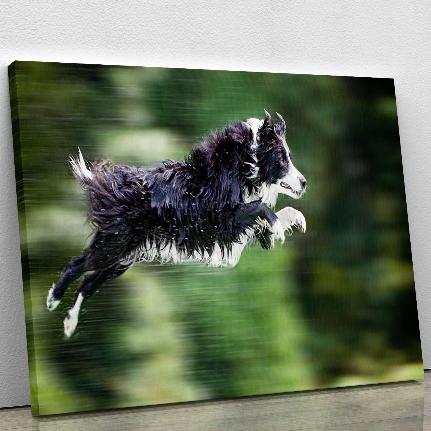 Wet border collie dog in midair Canvas Print or Poster - Canvas Art Rocks - 1