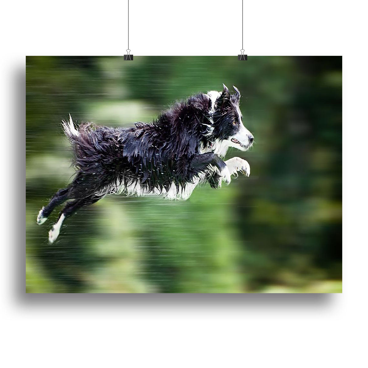 Wet border collie dog in midair Canvas Print or Poster - Canvas Art Rocks - 2