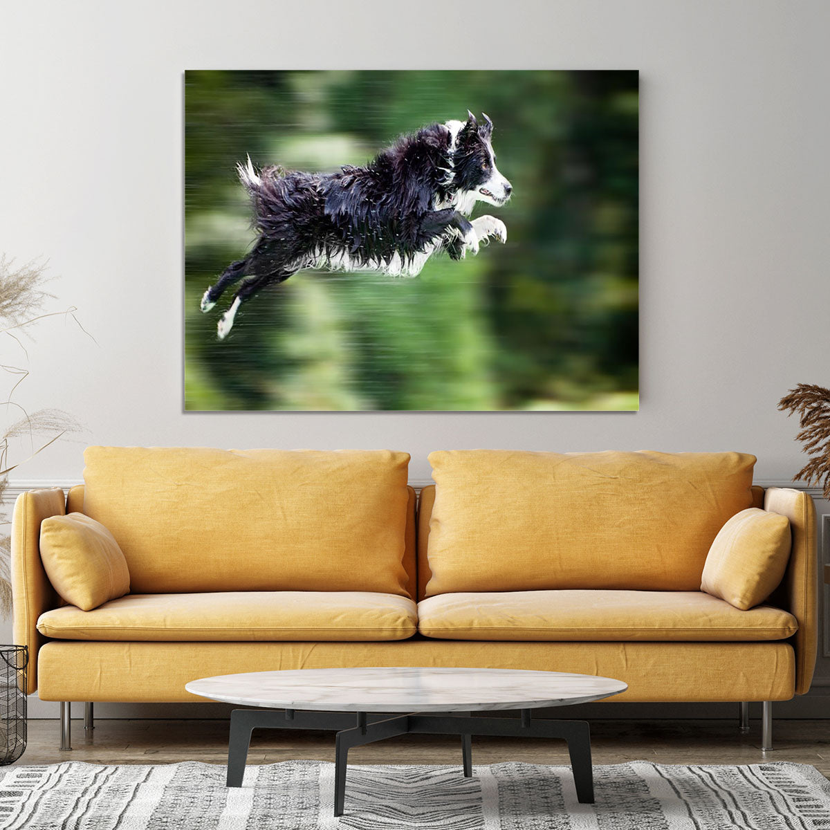Wet border collie dog in midair Canvas Print or Poster - Canvas Art Rocks - 4