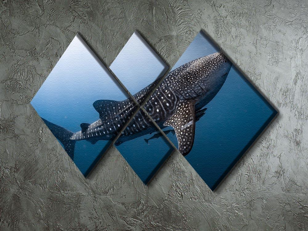 Whale Shark very near 4 Square Multi Panel Canvas  - Canvas Art Rocks - 2