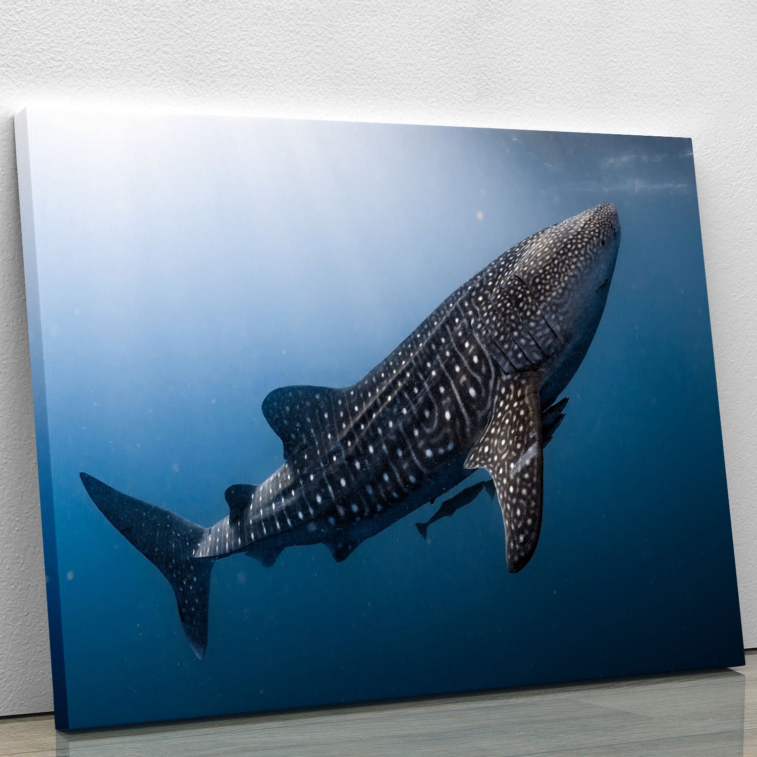 Whale Shark very near Canvas Print or Poster - Canvas Art Rocks - 1