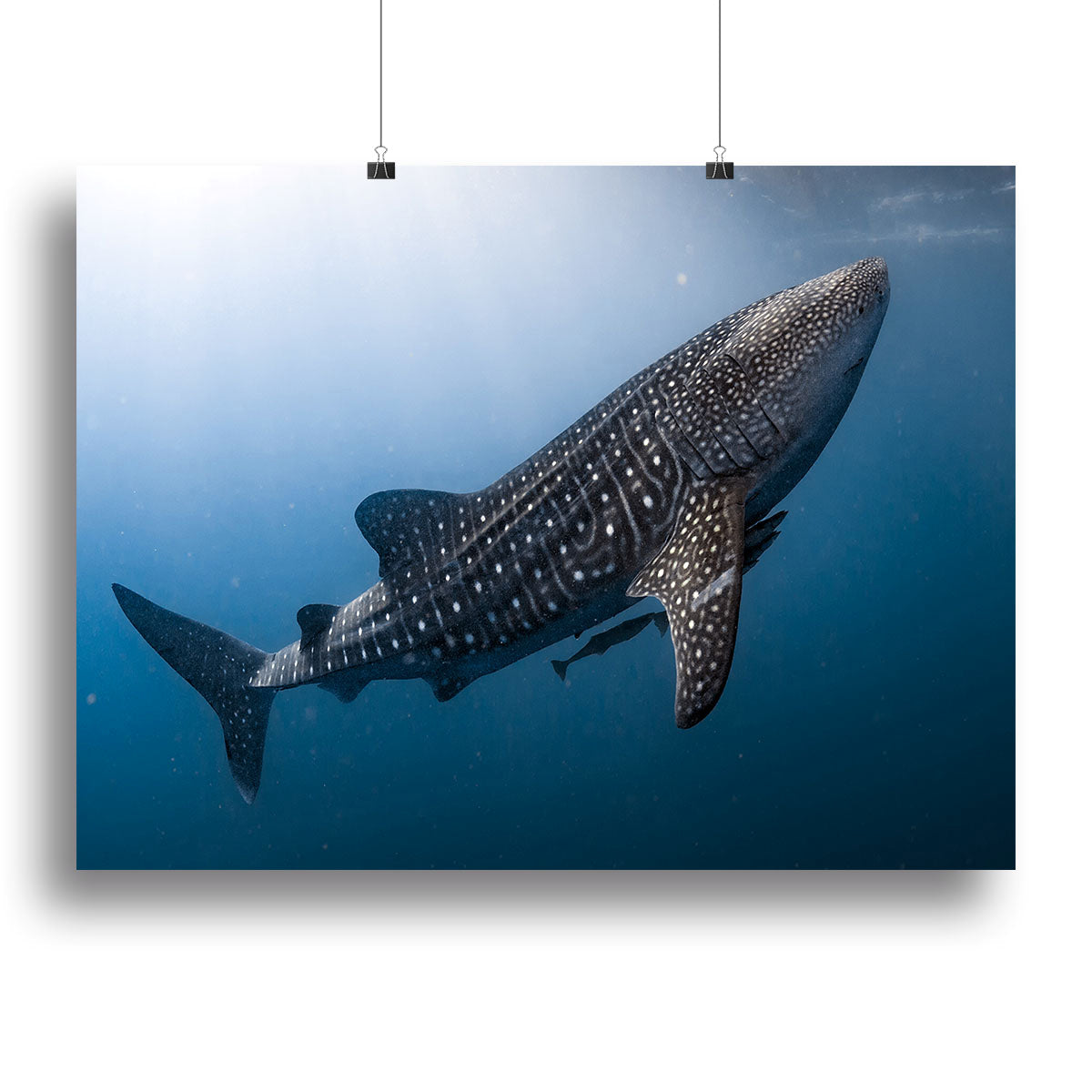 Whale Shark very near Canvas Print or Poster - Canvas Art Rocks - 2