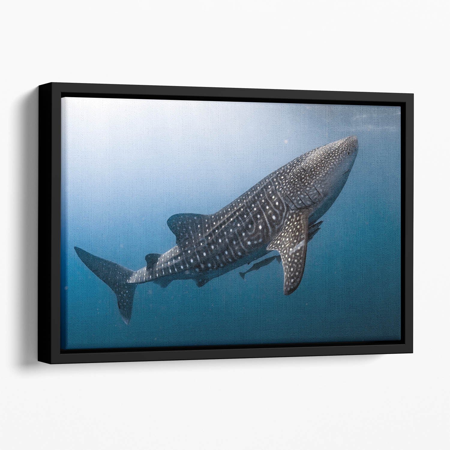 Whale Shark very near Floating Framed Canvas