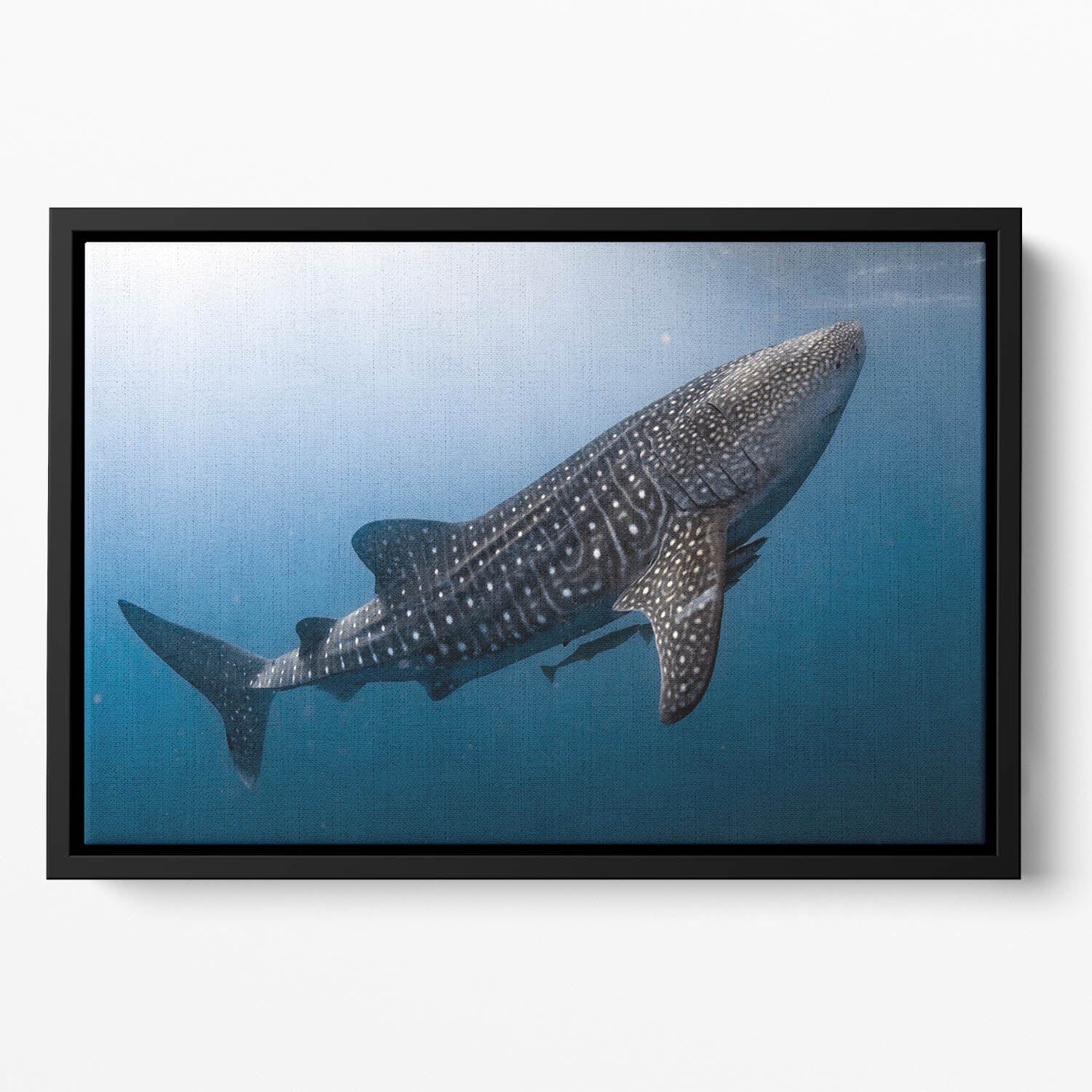 Whale Shark very near Floating Framed Canvas