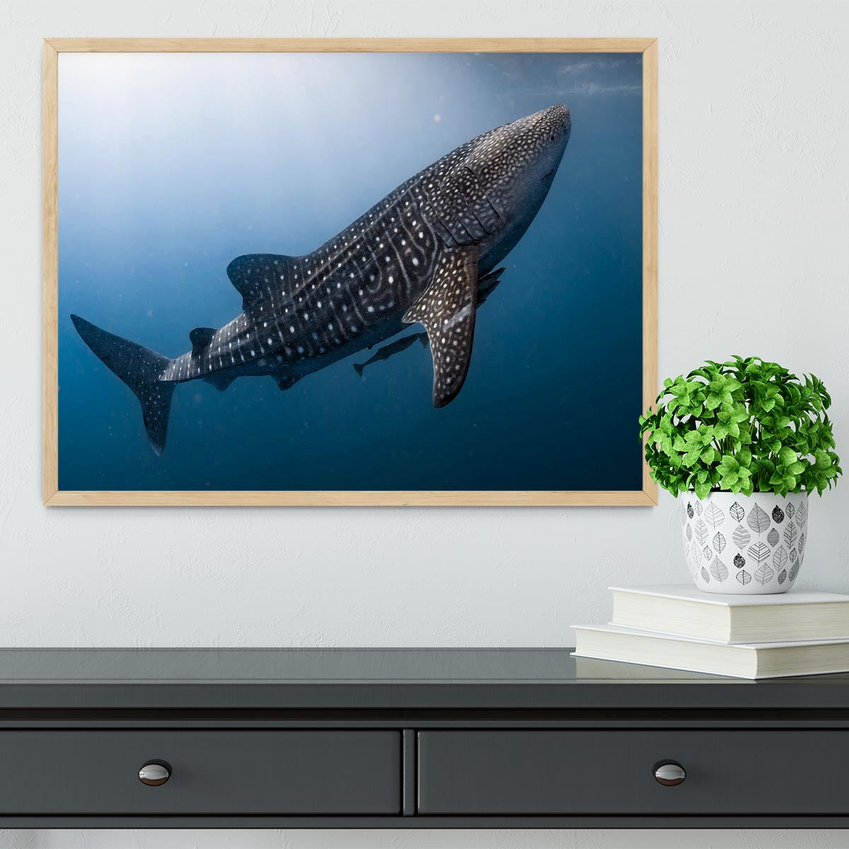 Whale Shark very near Framed Print - Canvas Art Rocks - 4