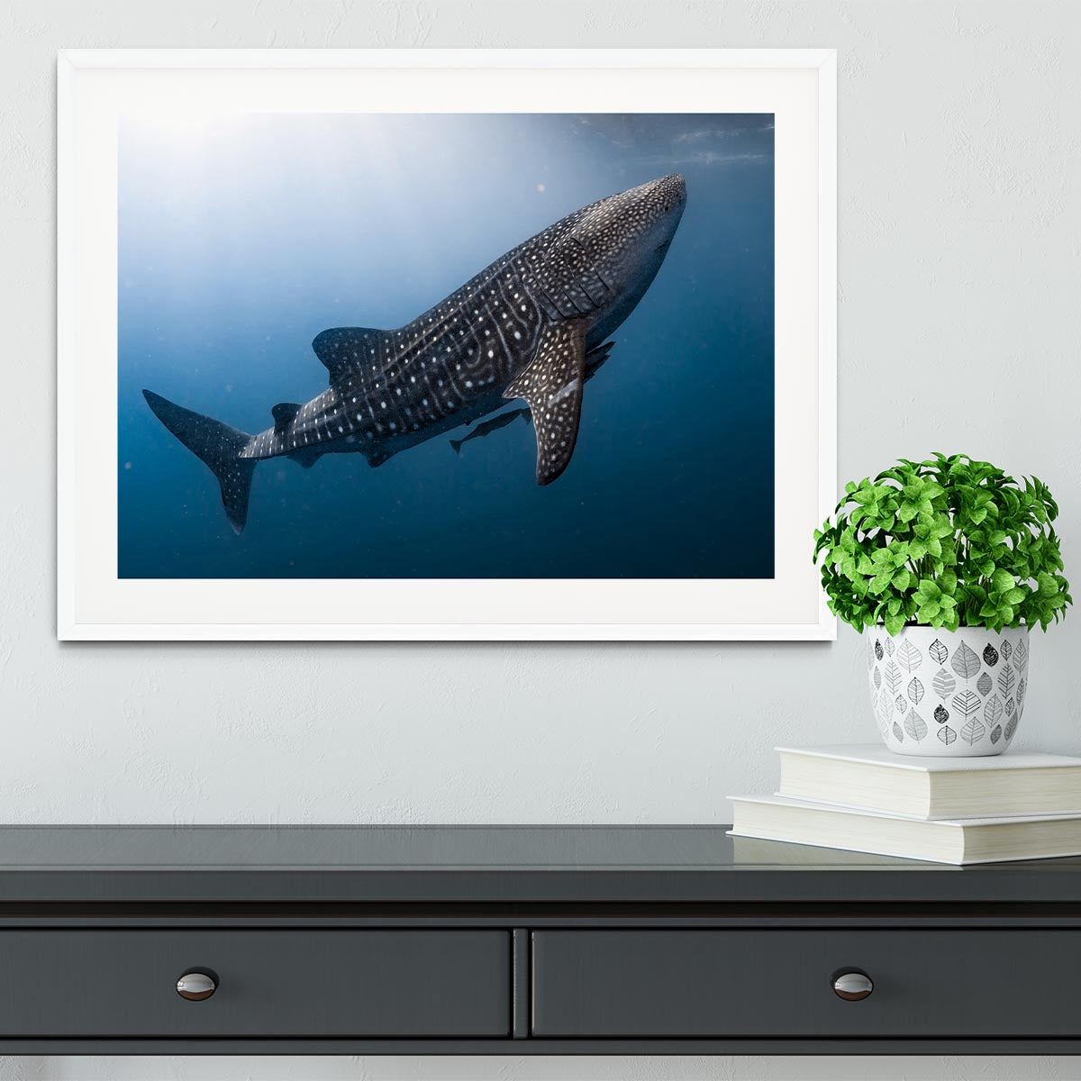 Whale Shark very near Framed Print - Canvas Art Rocks - 5