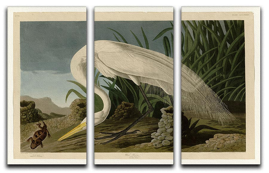 White Heron by Audubon 3 Split Panel Canvas Print - Canvas Art Rocks - 1