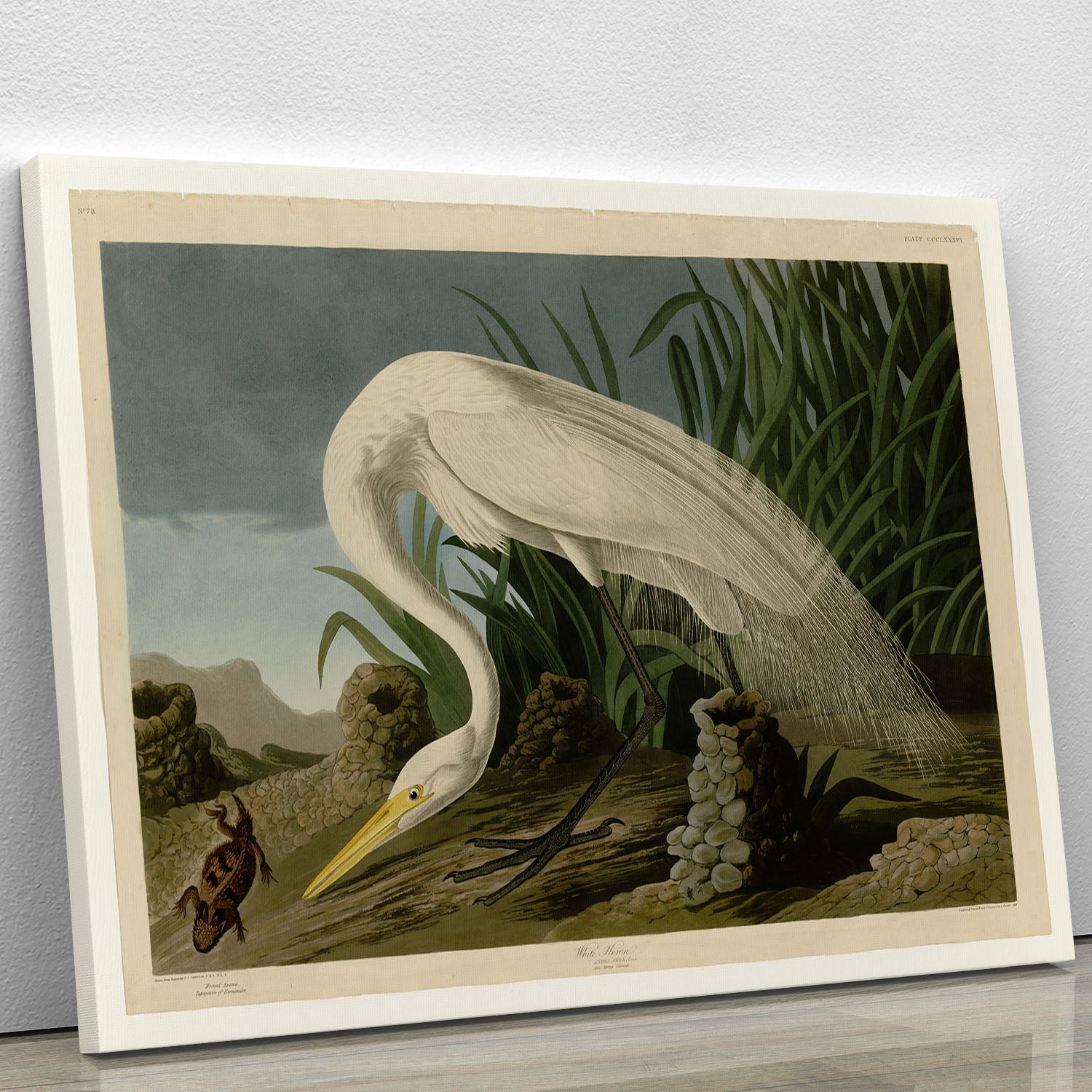 White Heron by Audubon Canvas Print or Poster - Canvas Art Rocks - 1