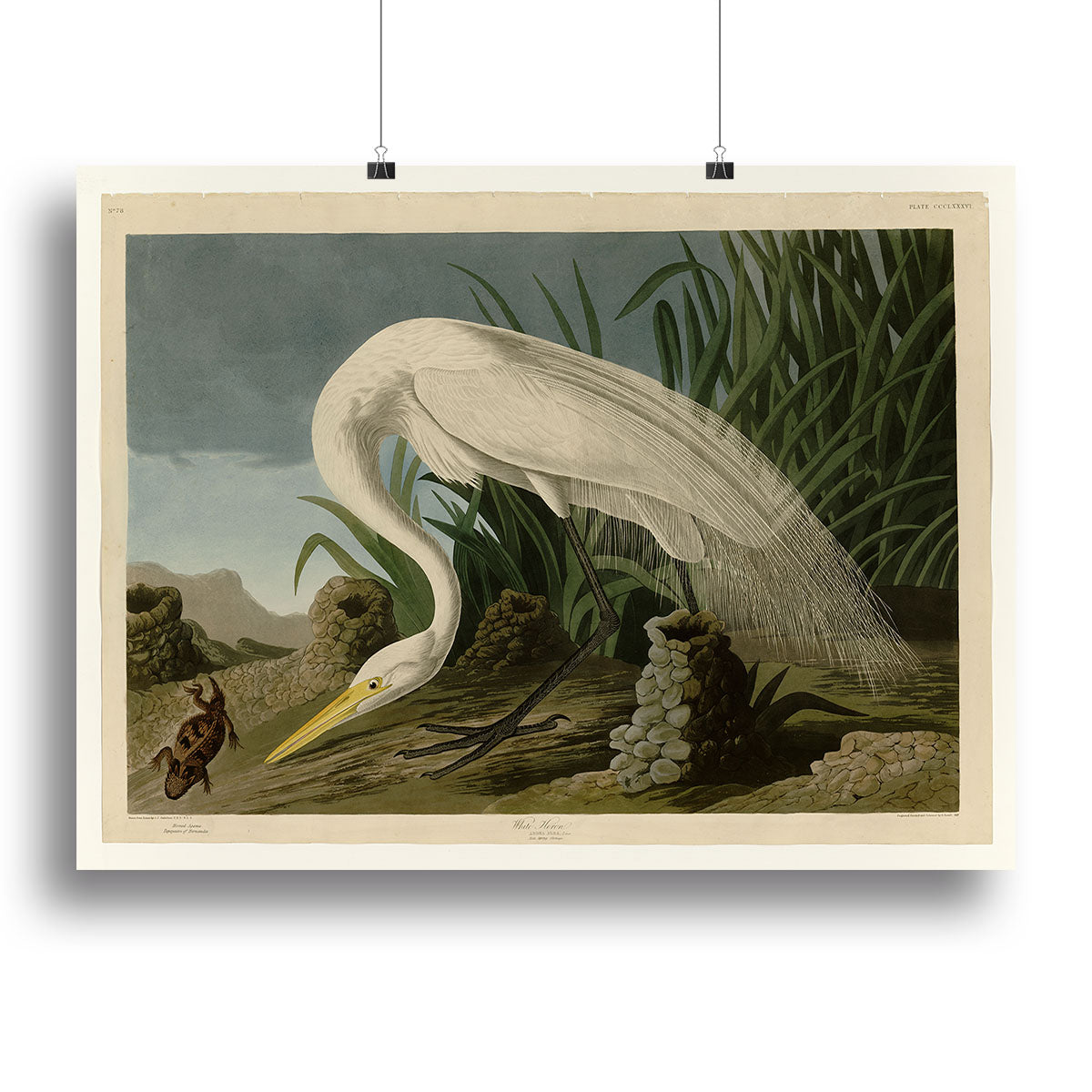 White Heron by Audubon Canvas Print or Poster - Canvas Art Rocks - 2